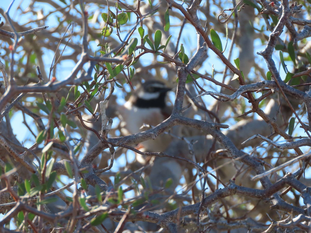 Red-shouldered Vanga - ML642853965