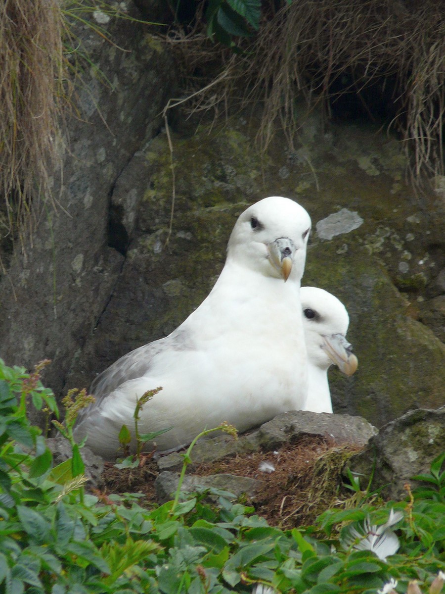 Northern Fulmar - ML642853968