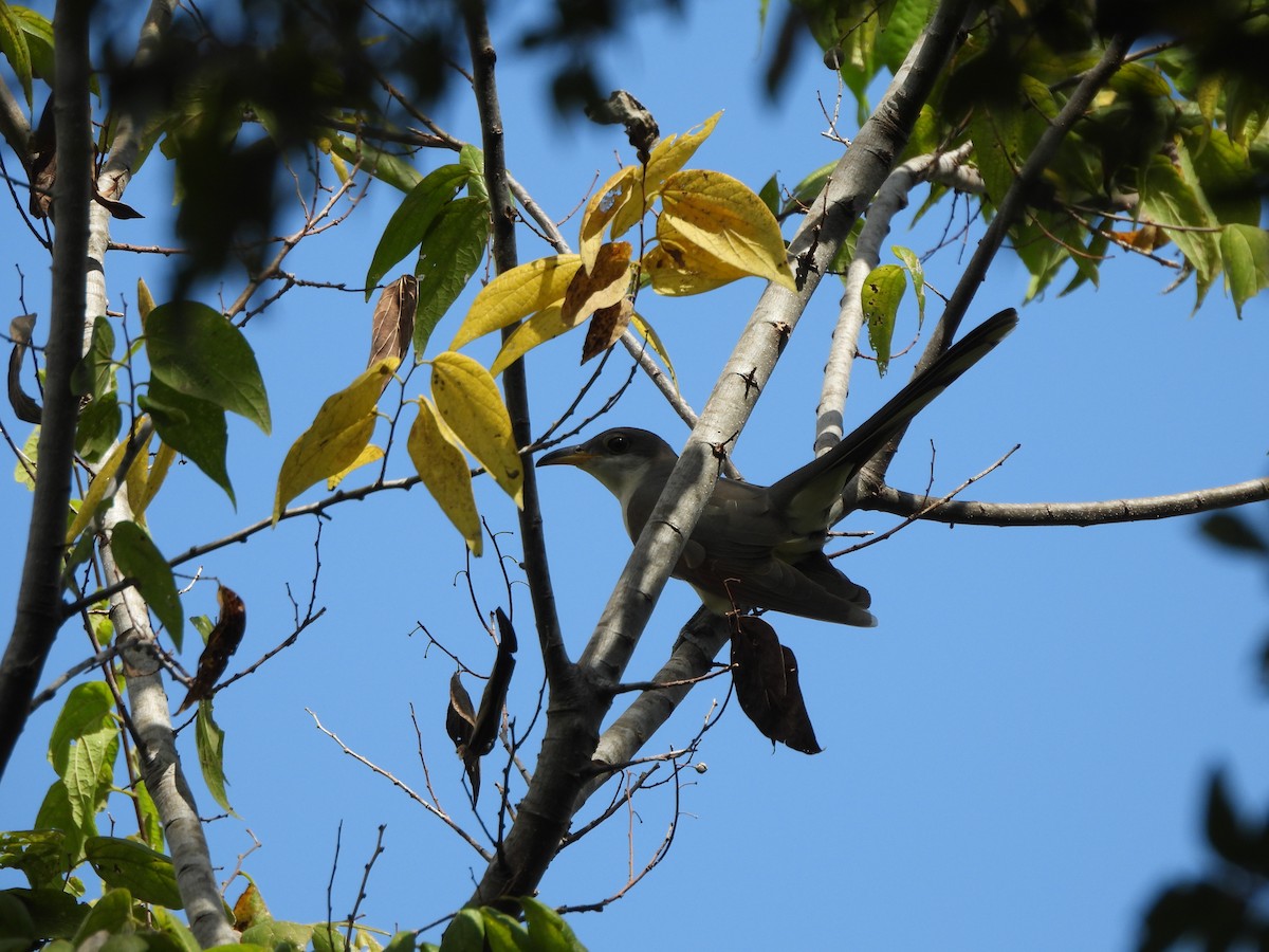Yellow-billed Cuckoo - ML642853991