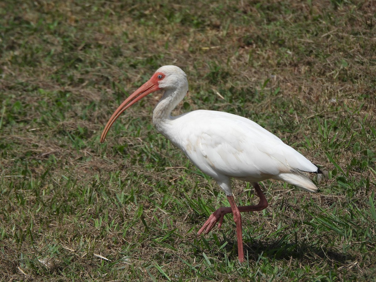 White Ibis - ML642853993