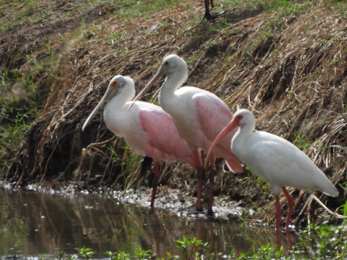 Roseate Spoonbill - ML642853996