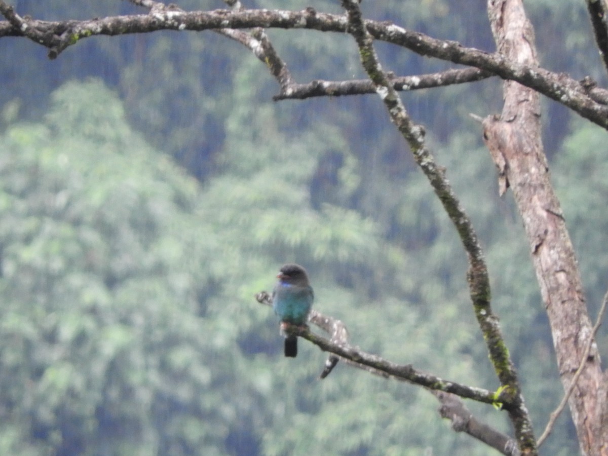 Dollarbird - ML642854002