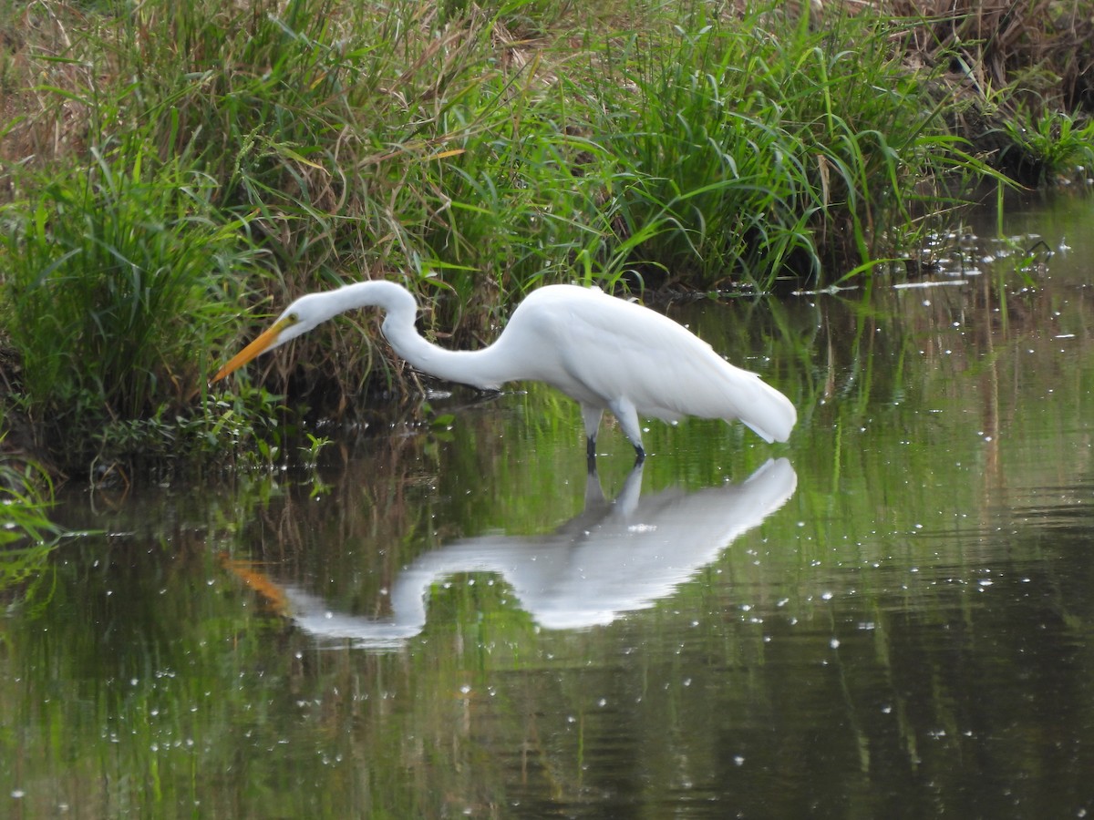 Great Egret - ML642854006