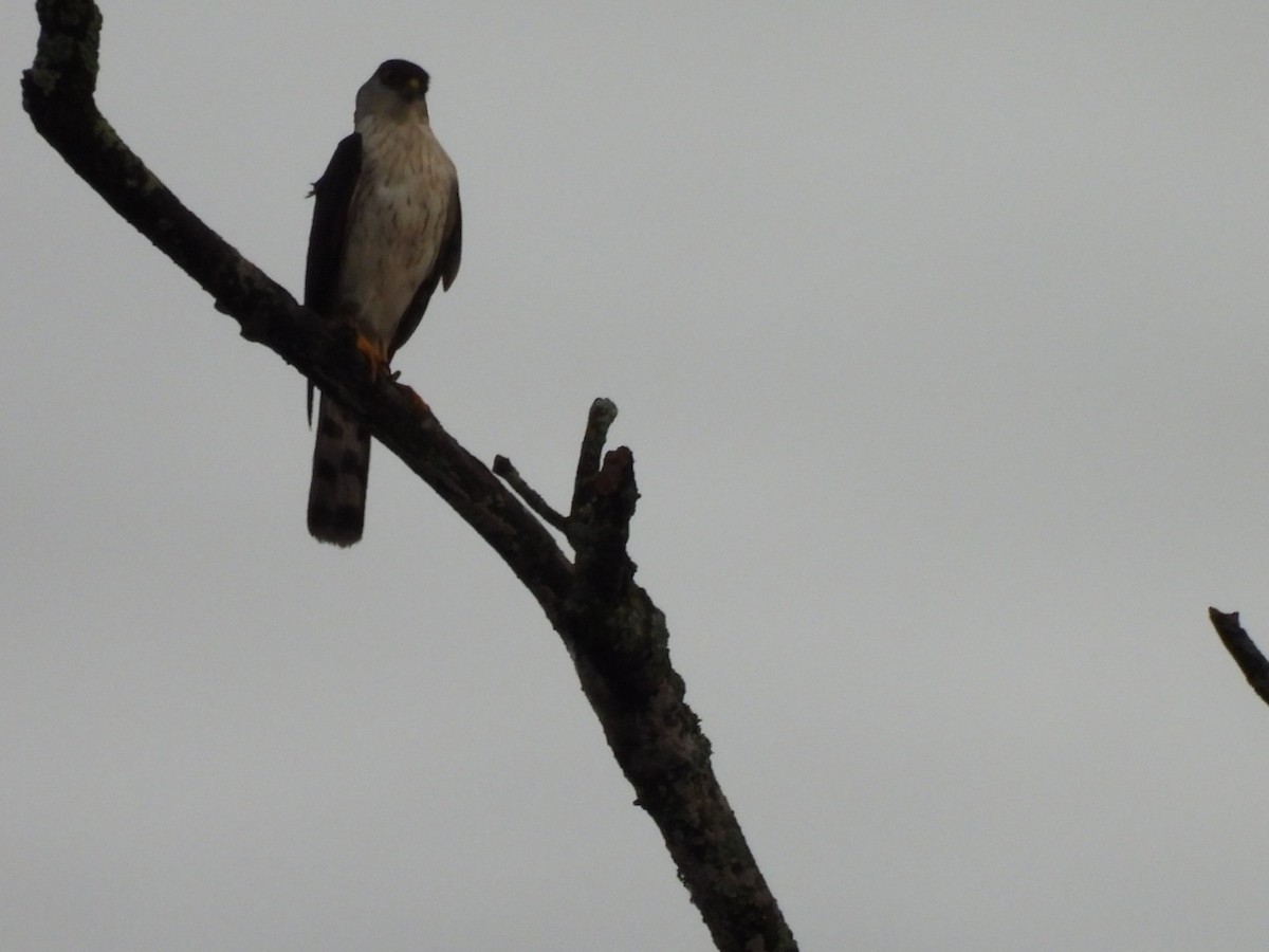 Collared Forest-Falcon - ML642854008