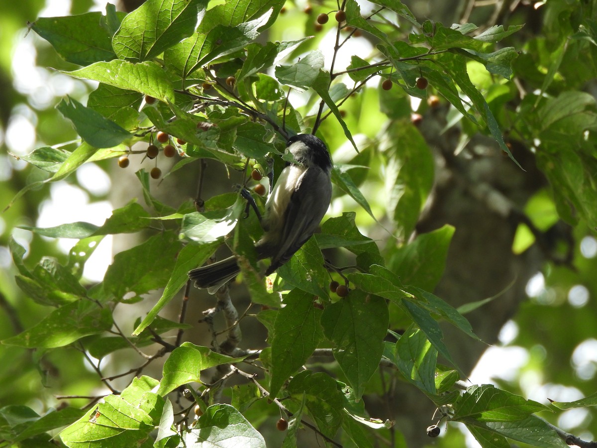 Mésange de Caroline - ML642854017