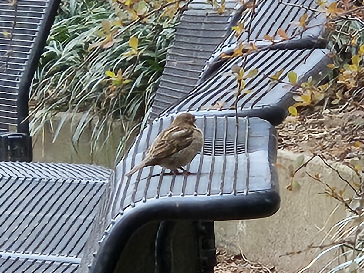 Moineau domestique - ML642854027