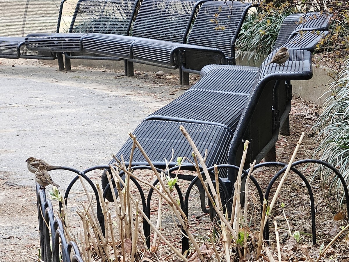 Moineau domestique - ML642854028