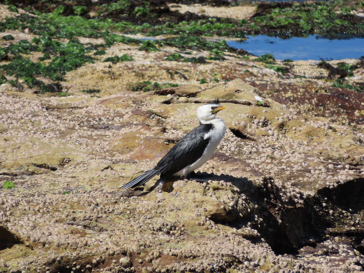 Cormoran pie - ML642854033