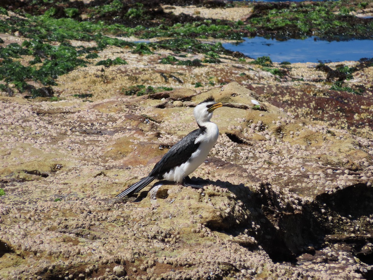 Cormoran pie - ML642854034