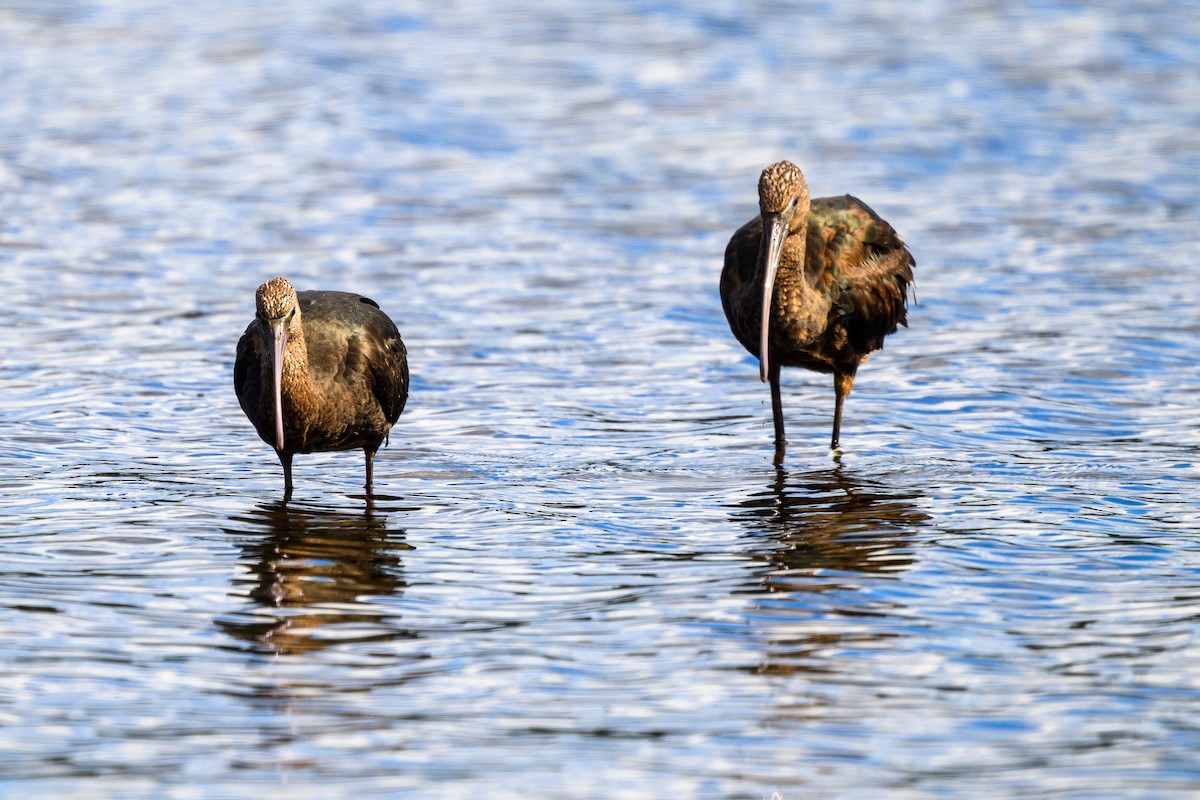 Ibis falcinelle - ML642854044