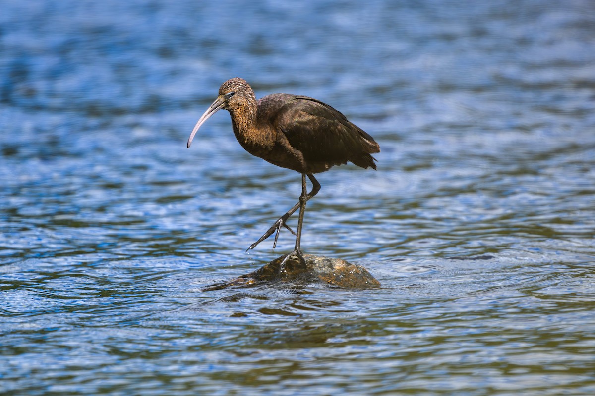 Ibis falcinelle - ML642854045