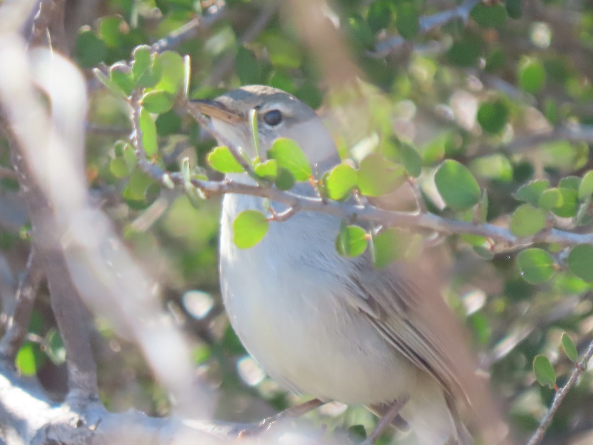 Subdesert Brush-Warbler - ML642854050