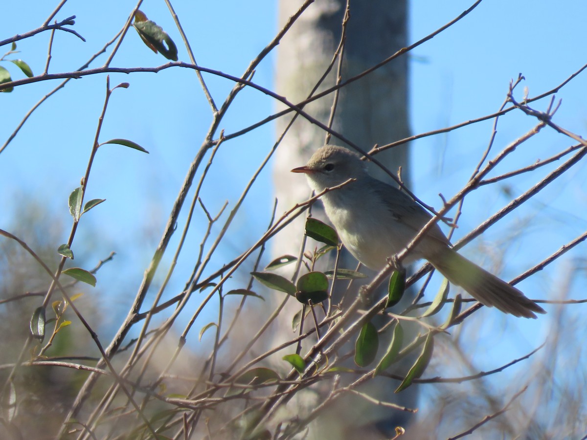 Subdesert Brush-Warbler - ML642854051