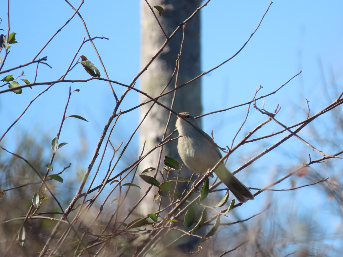 Subdesert Brush-Warbler - ML642854052