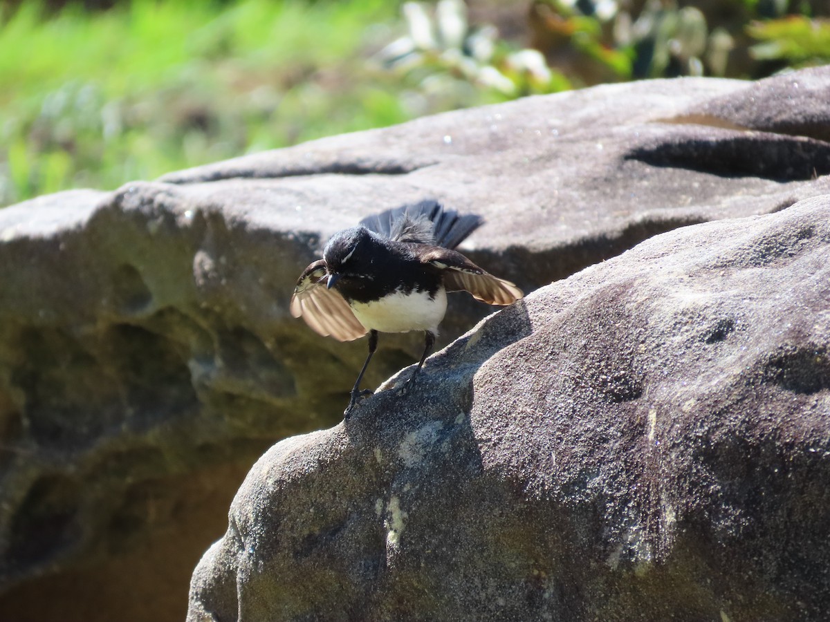 Willie-wagtail - ML642854054