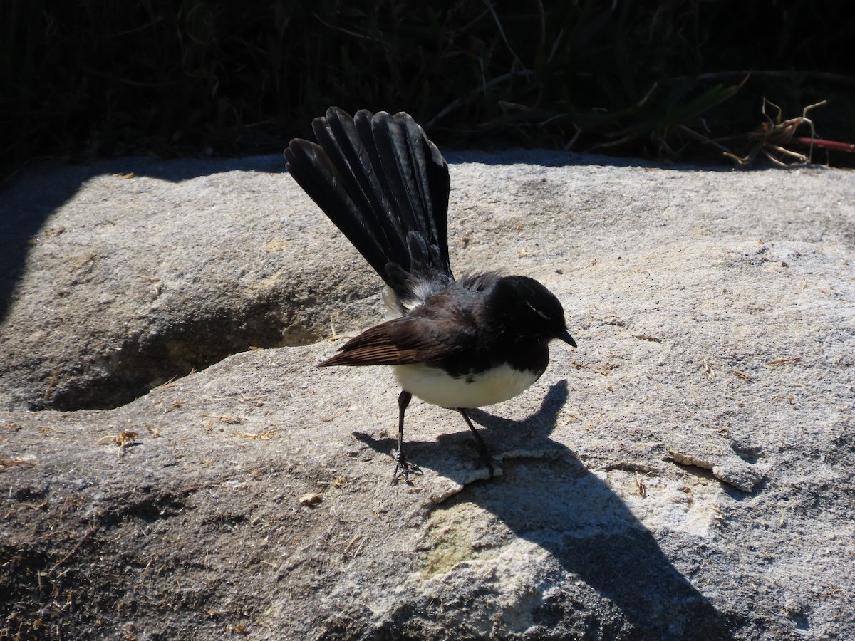 Willie-wagtail - ML642854055