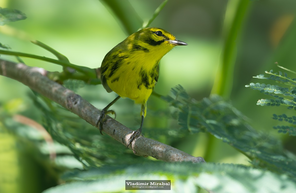 Prairie Warbler - ML642854062