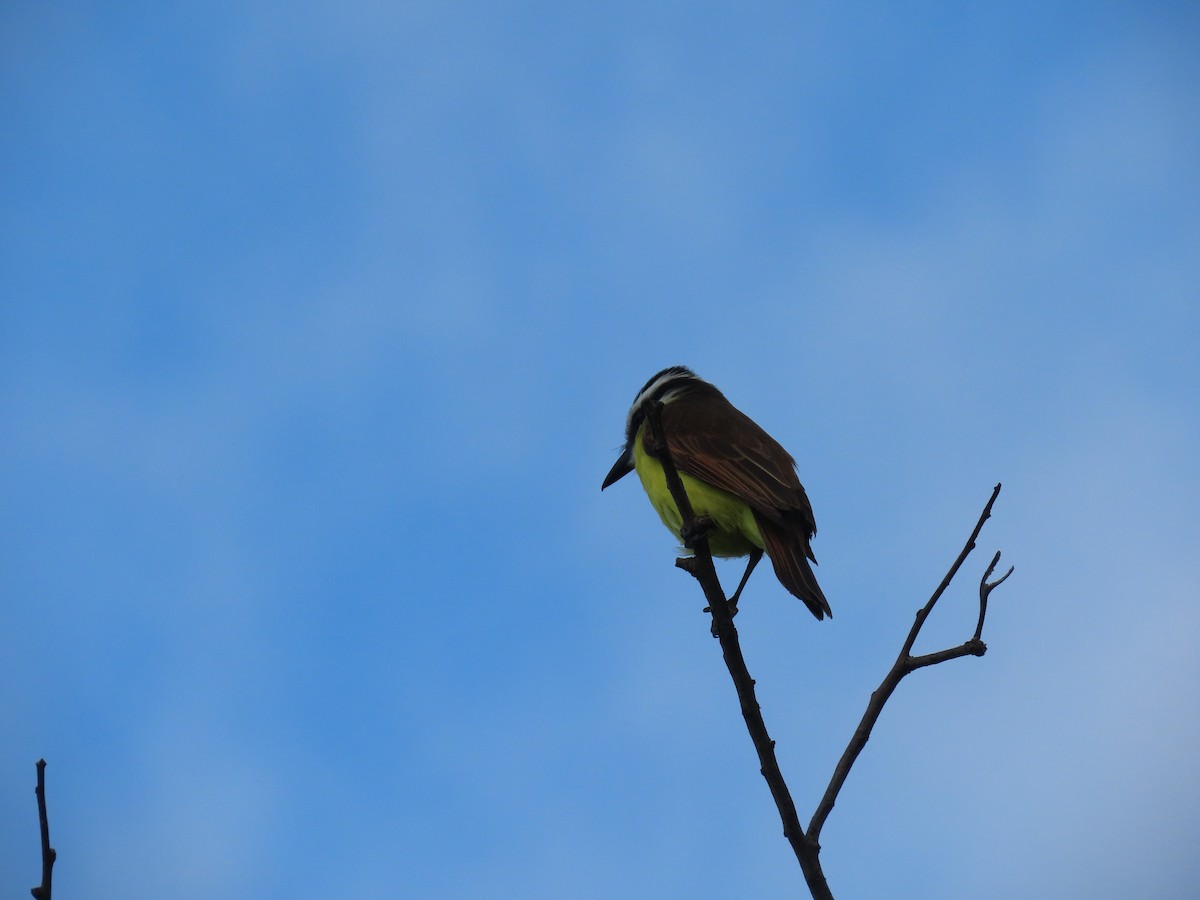 Great Kiskadee - ML642854063