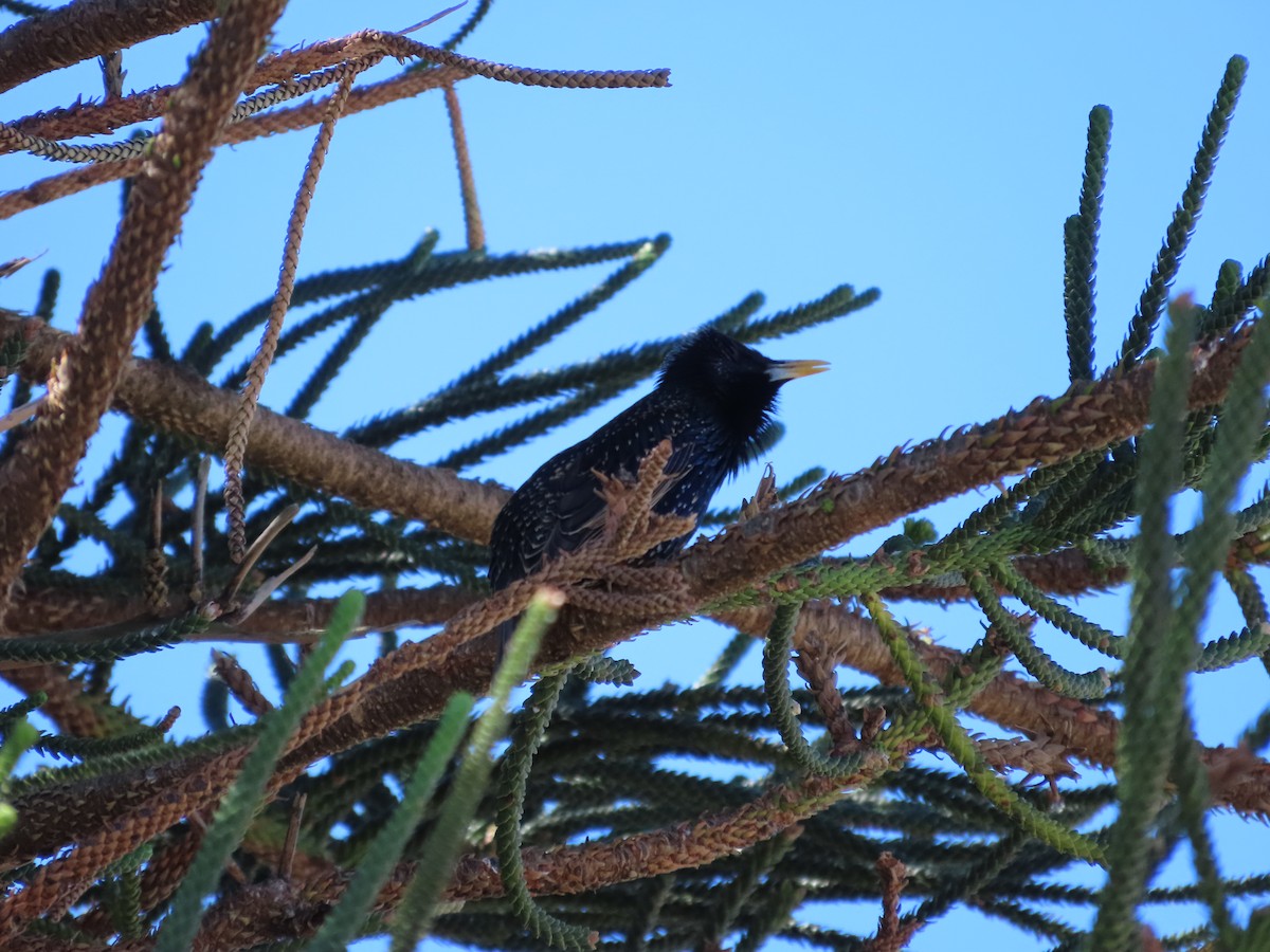 European Starling - ML642854064