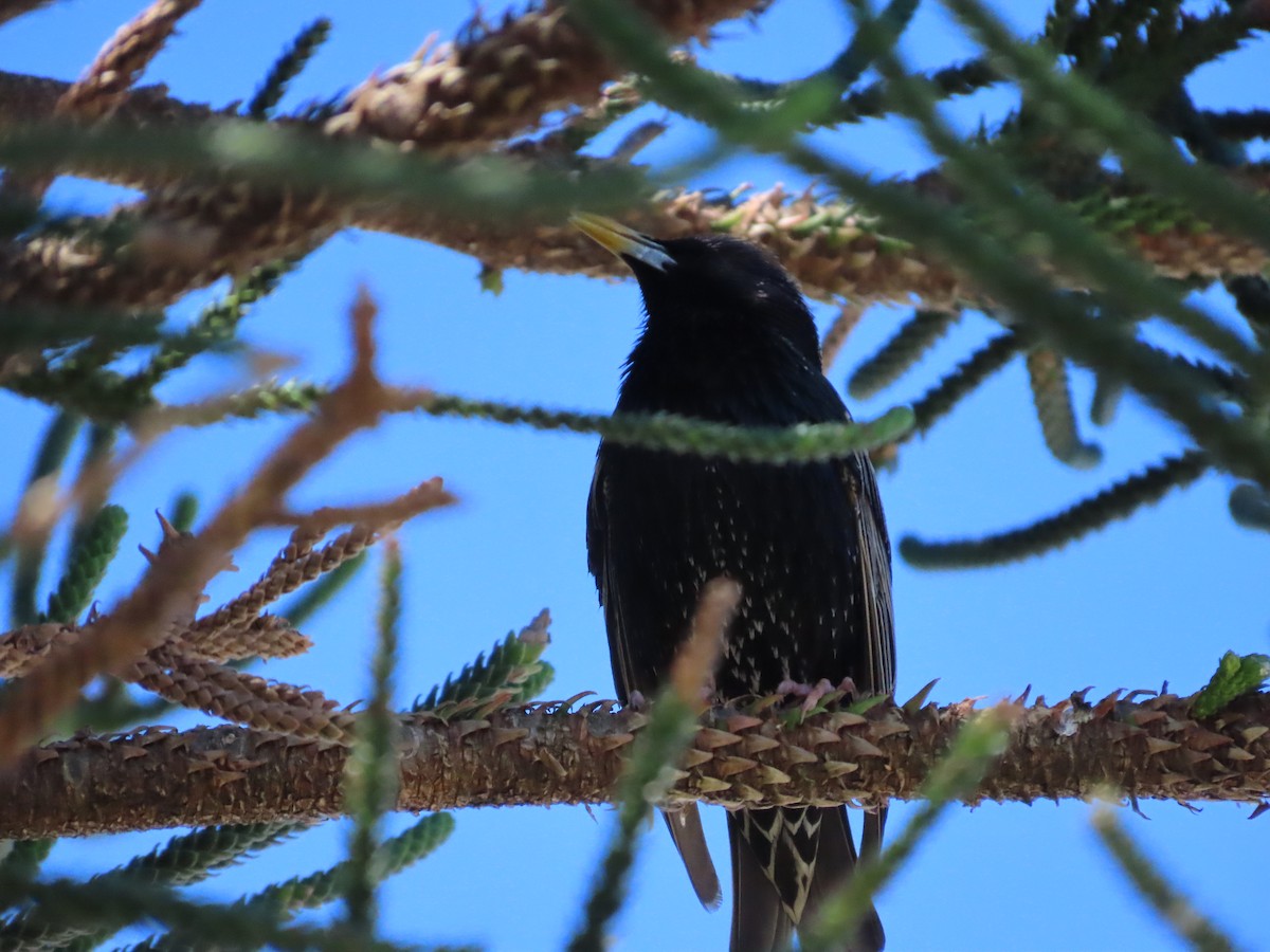 European Starling - ML642854065