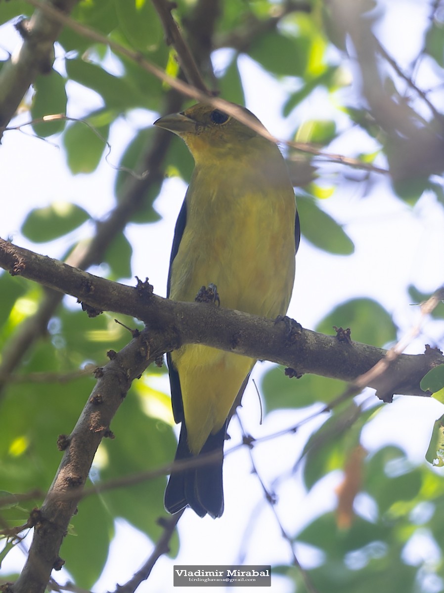 Scarlet Tanager - ML642854067