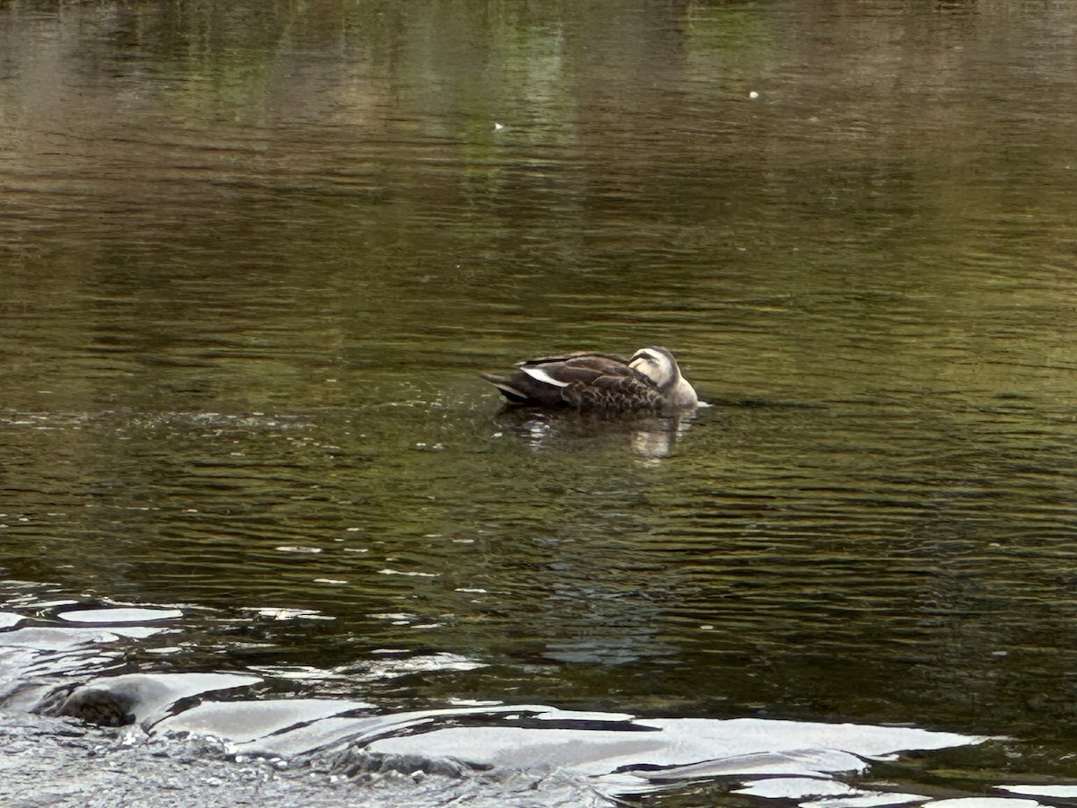 Eastern Spot-billed Duck - ML642854068