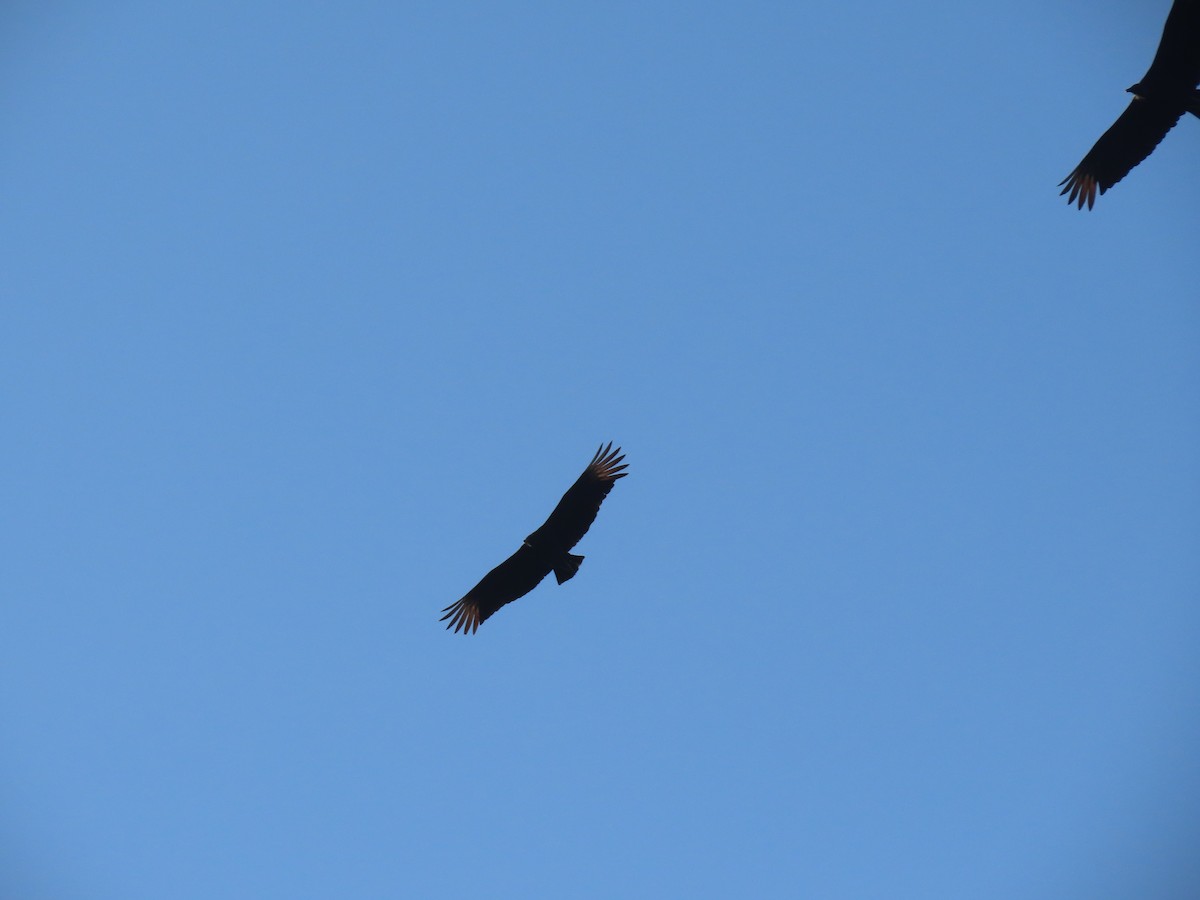 Black Vulture - ML642854069