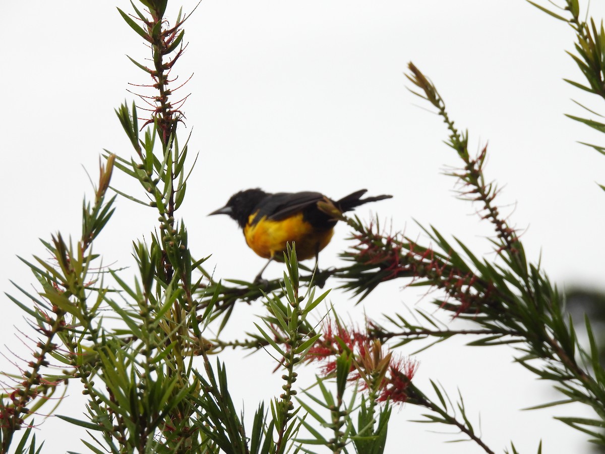 Black-vented Oriole - ML642854070