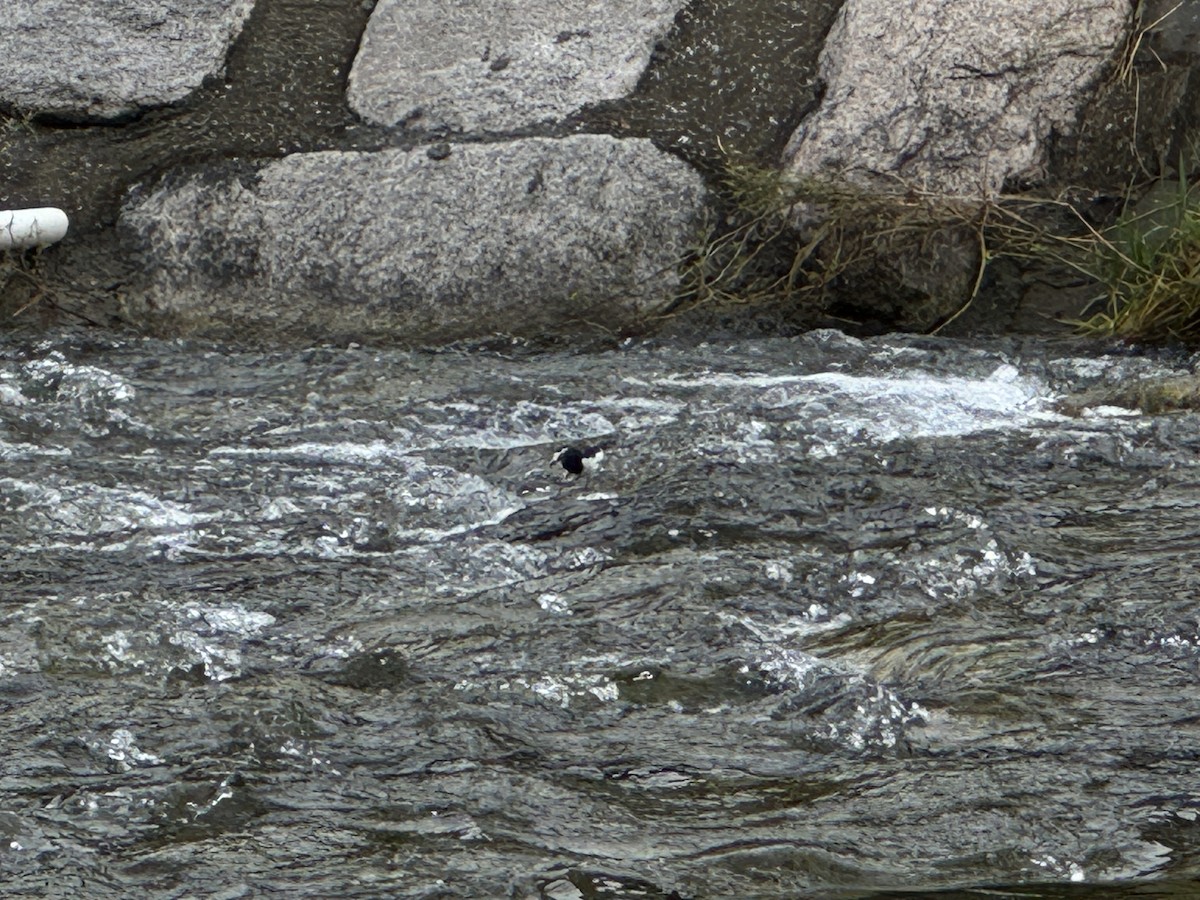 Japanese Wagtail - ML642854071