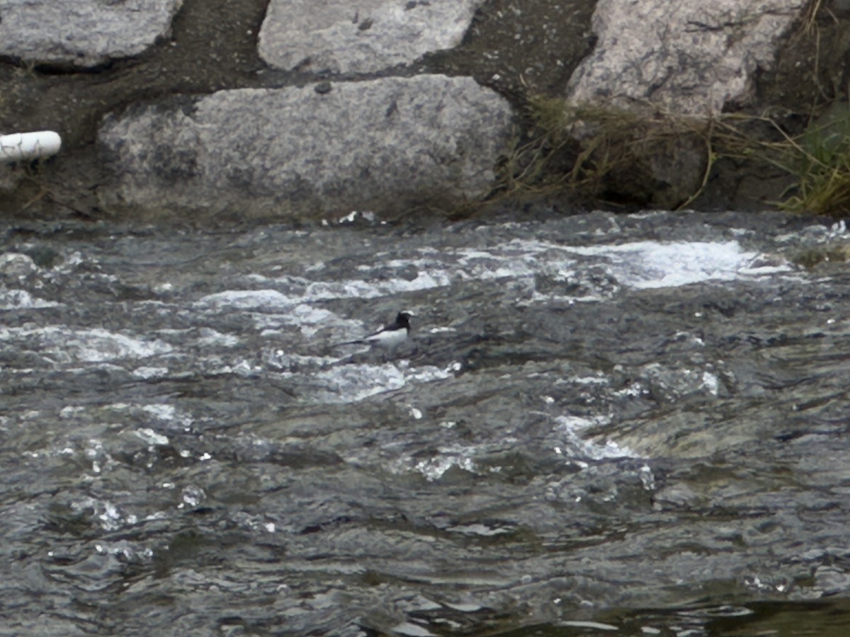 Japanese Wagtail - ML642854072
