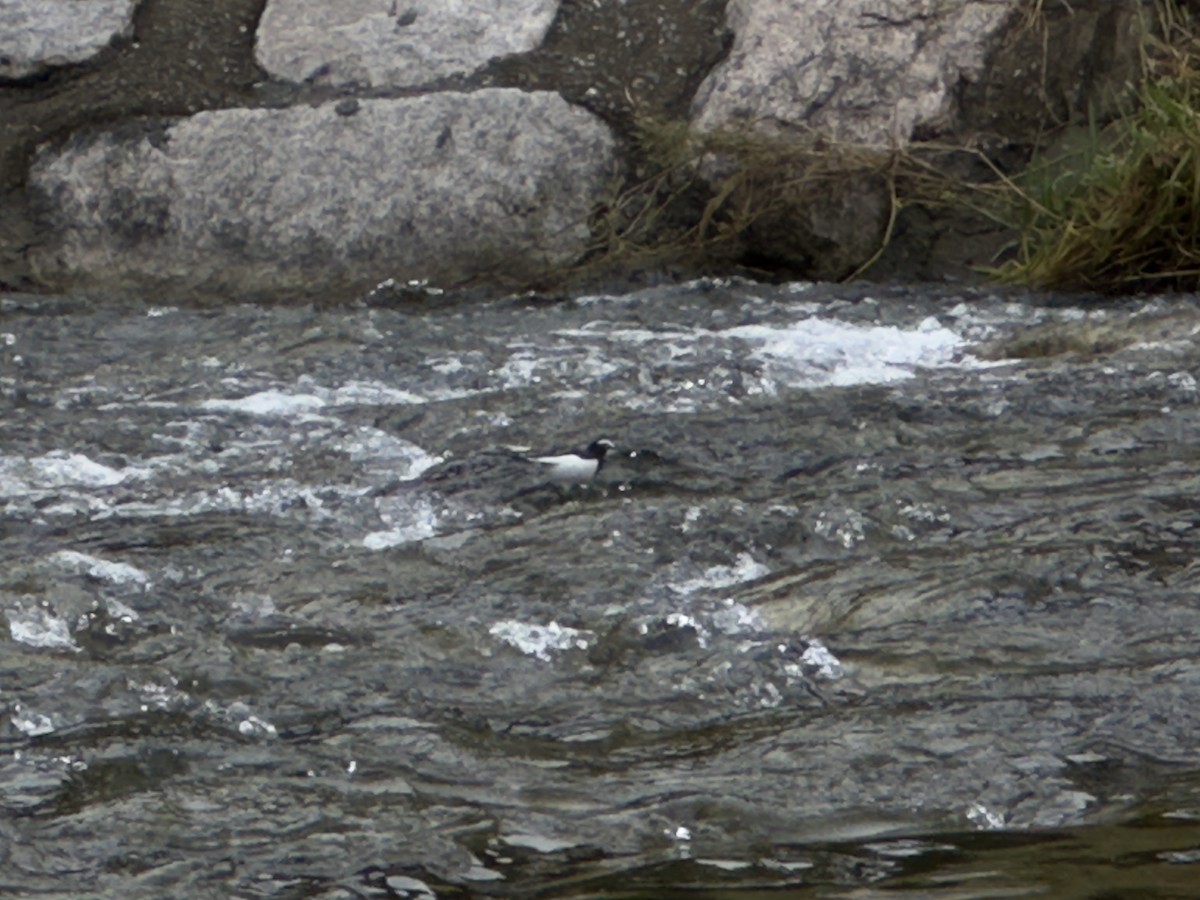Japanese Wagtail - ML642854073