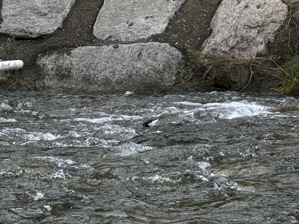 Japanese Wagtail - ML642854074