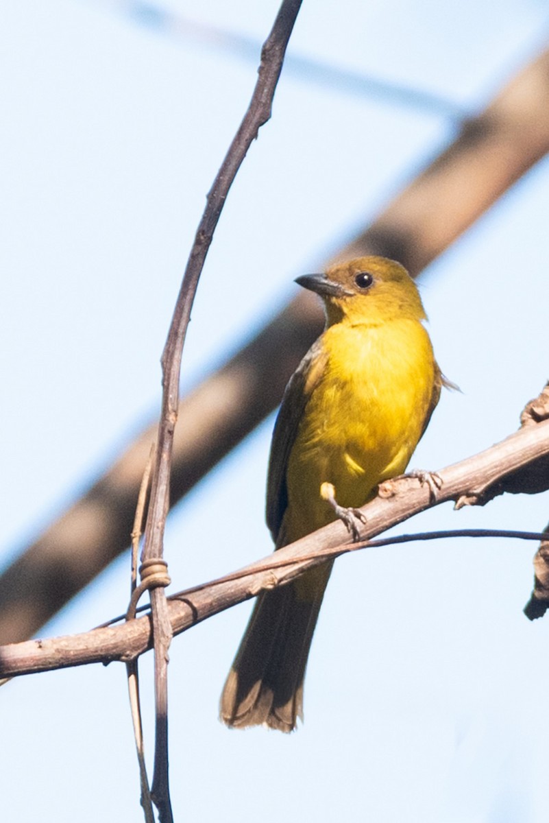 White-winged Shrike-Tanager - ML642854075