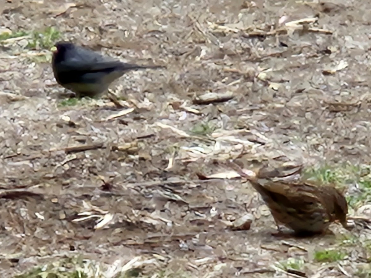 Dark-eyed Junco - ML642854076