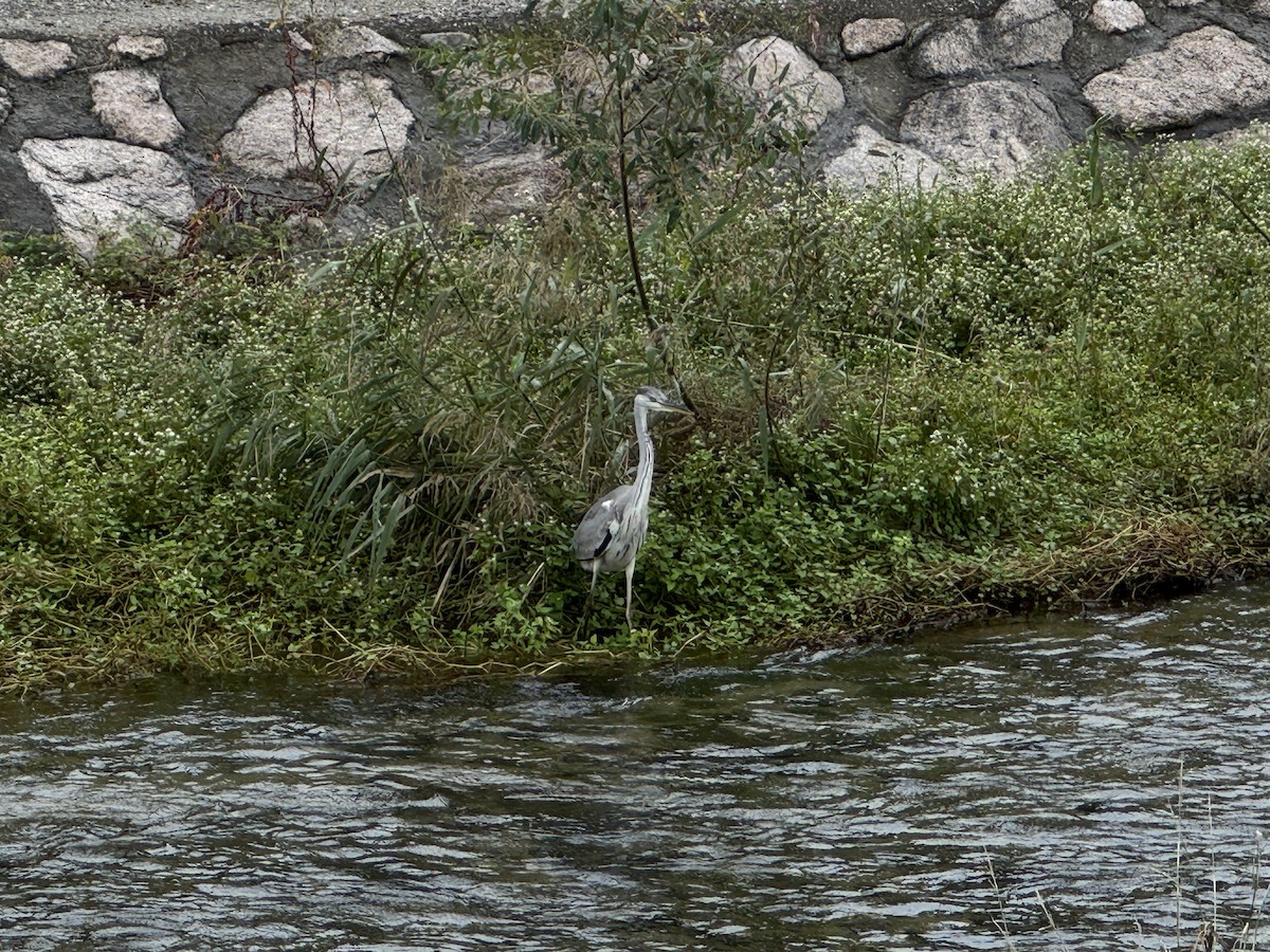 Gray Heron (Gray) - ML642854077