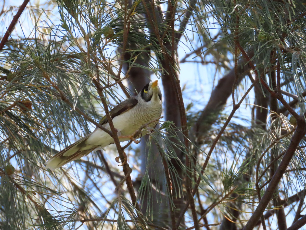 Noisy Miner - ML642854079