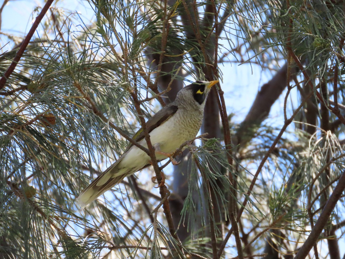 Noisy Miner - ML642854080
