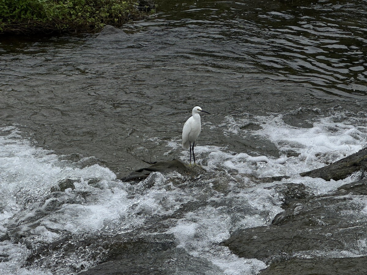 Little Egret - ML642854081