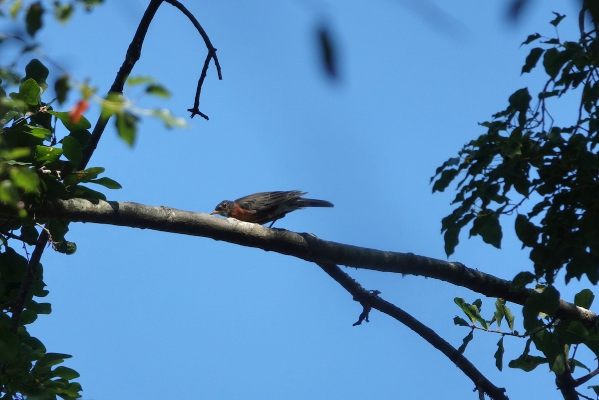 American Robin - ML642854082