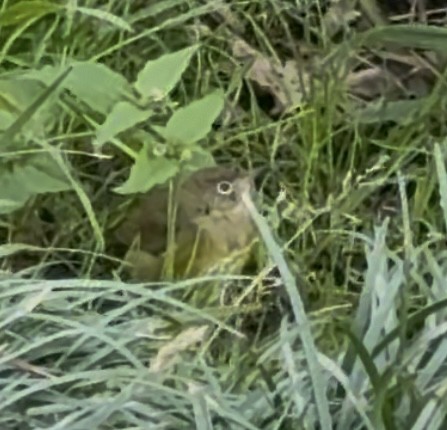 Connecticut Warbler - ML642854084