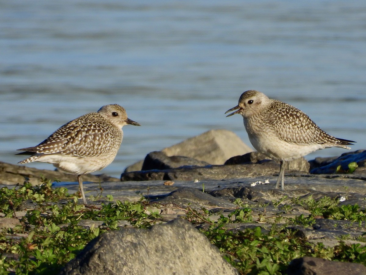 Black-bellied Plover - ML642854086