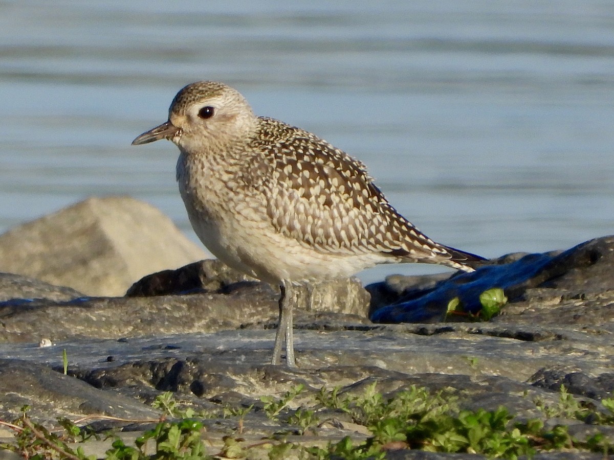 Black-bellied Plover - ML642854090