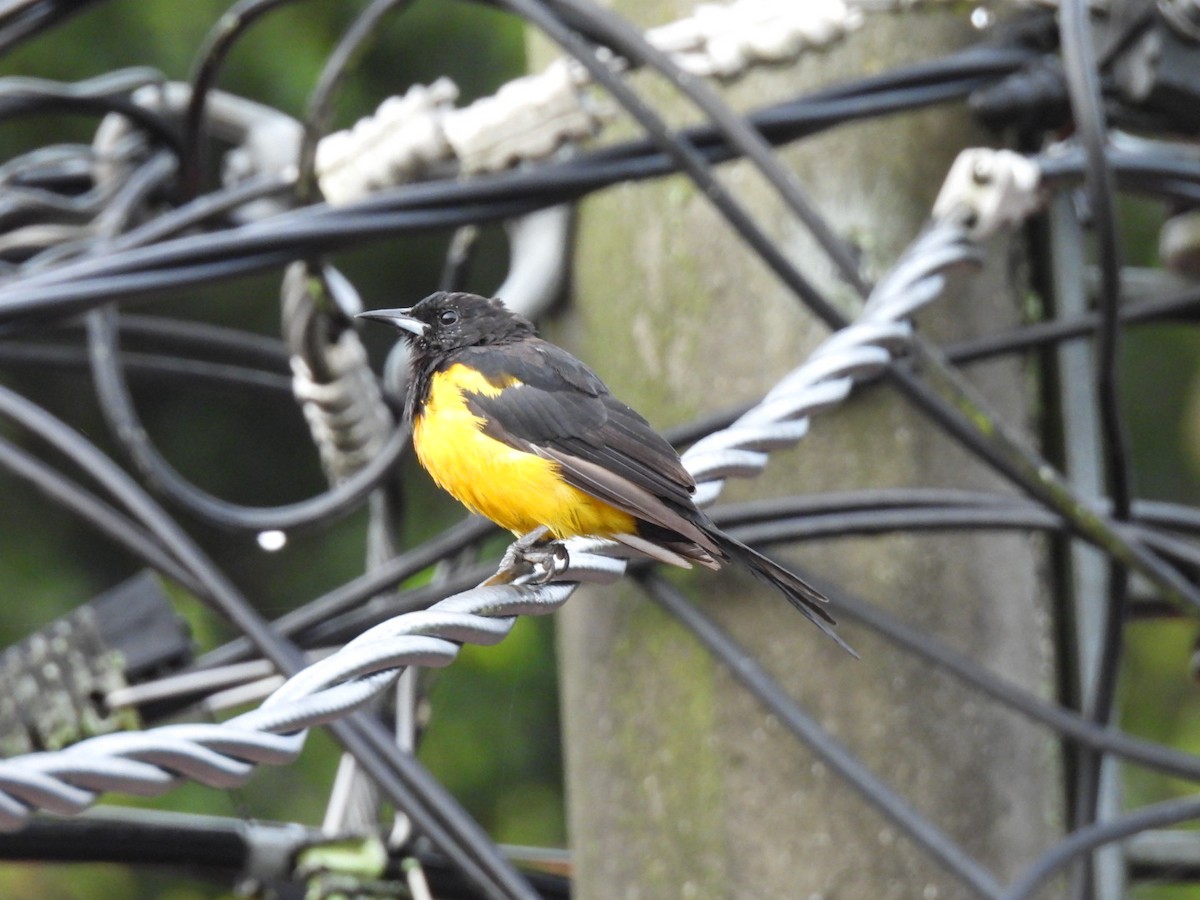 Black-vented Oriole - ML642854092