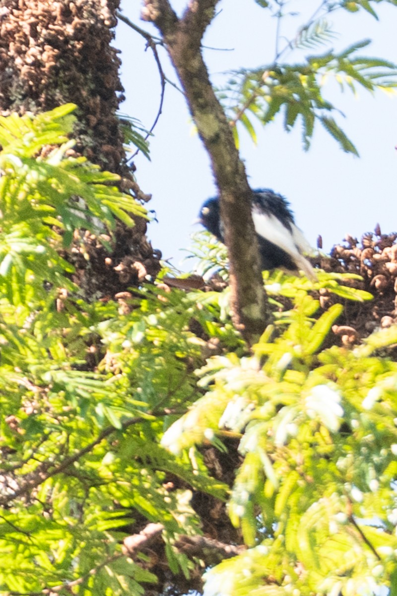 White-tailed Cotinga - ML642854093