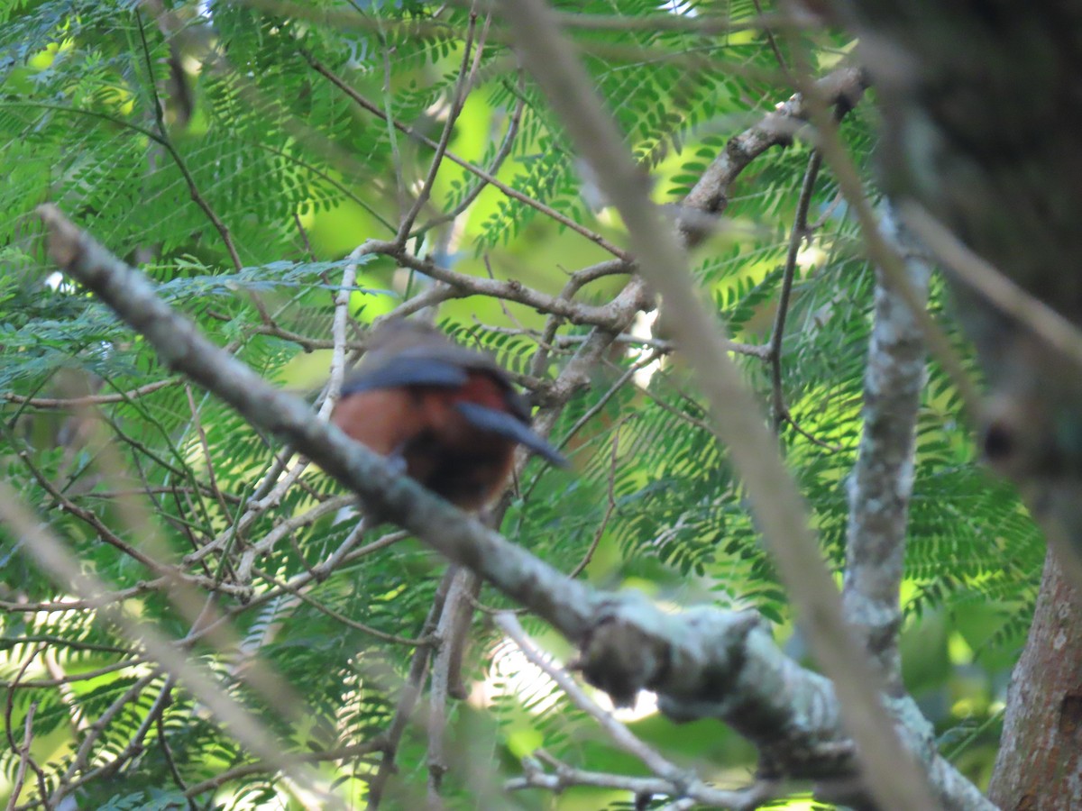 Brazilian Tanager - ML642854094