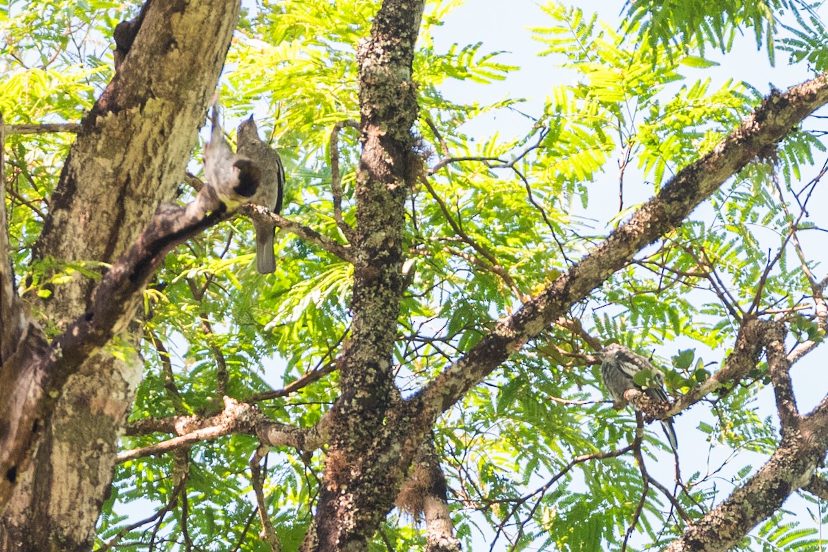 White-tailed Cotinga - ML642854095