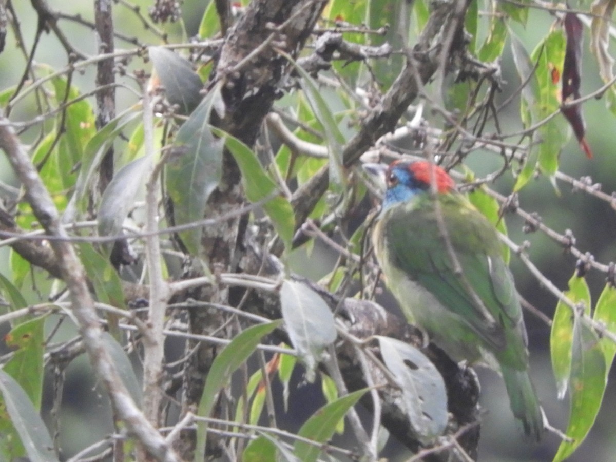 Blue-throated Barbet - ML642854097