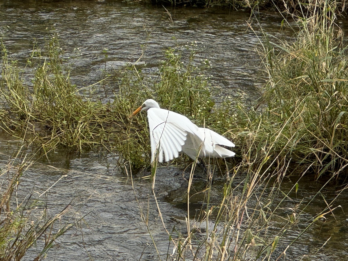 Great Egret (modesta) - ML642854099