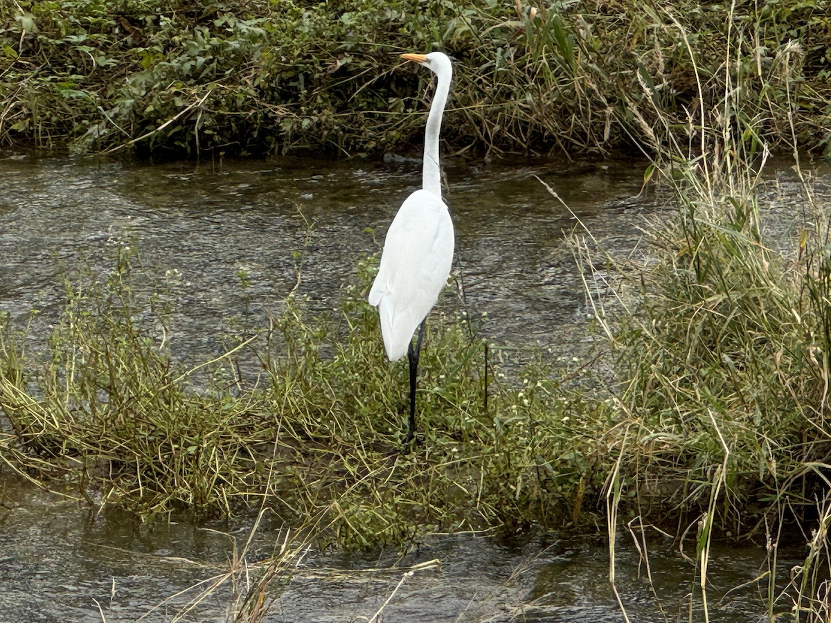 Great Egret (modesta) - ML642854100