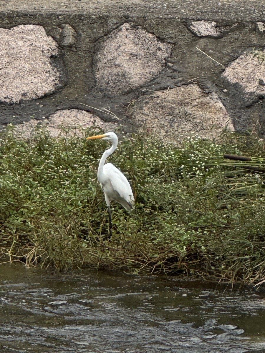 Great Egret (modesta) - ML642854101